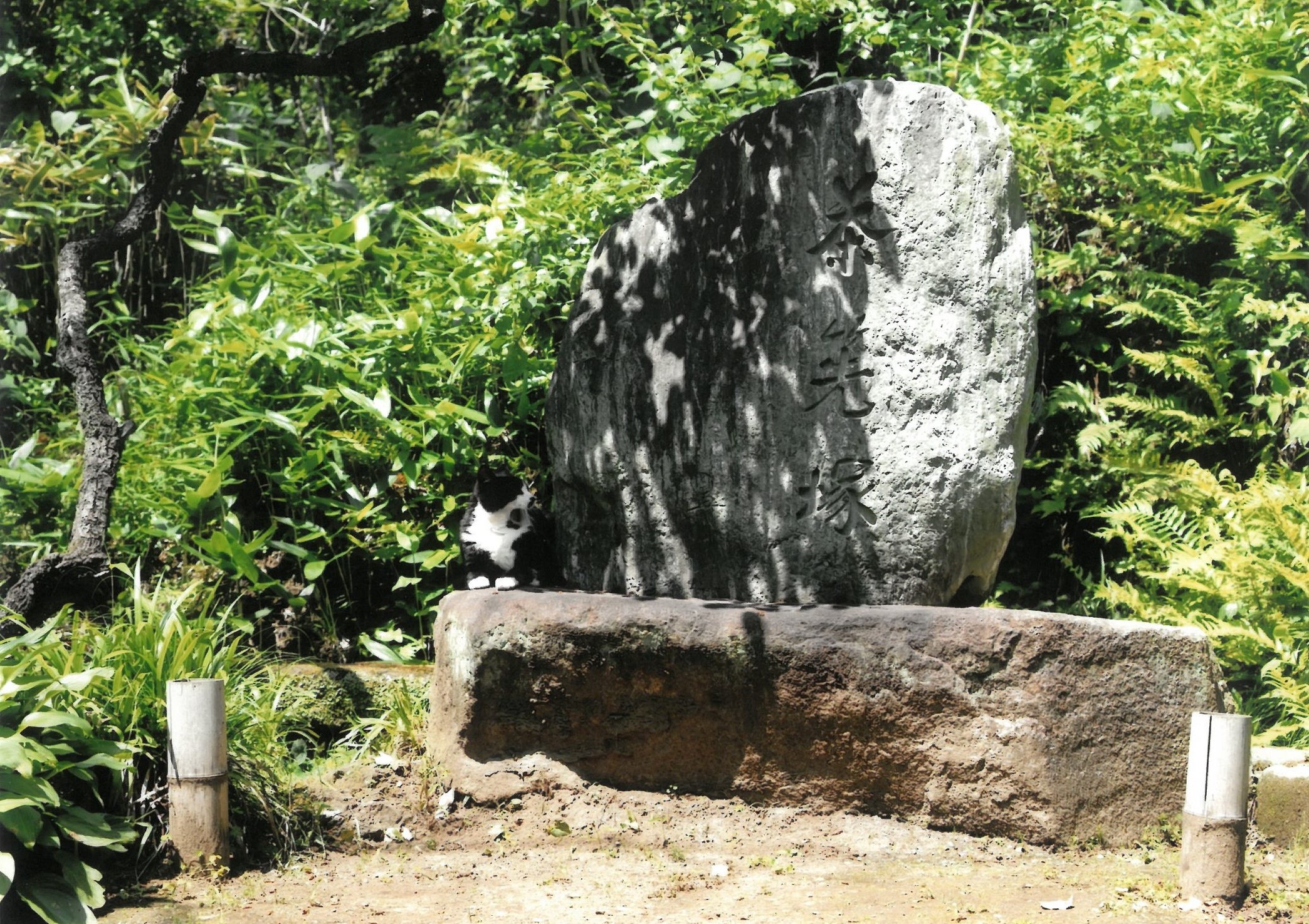 大佛次郎×ねこ写真展2024人気投票73 大佛次郎記念館