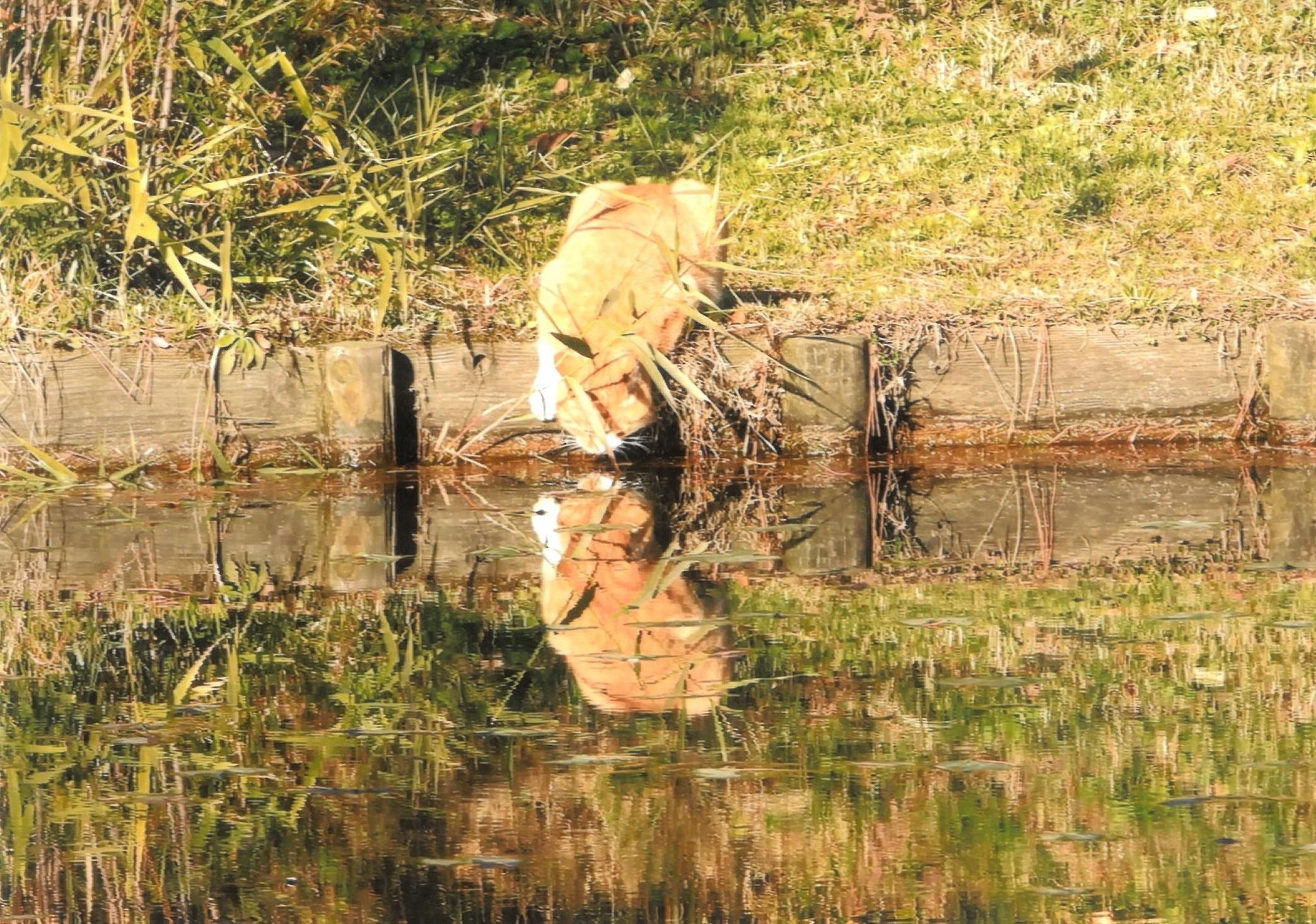 大佛次郎×ねこ写真展2024人気投票41 大佛次郎記念館