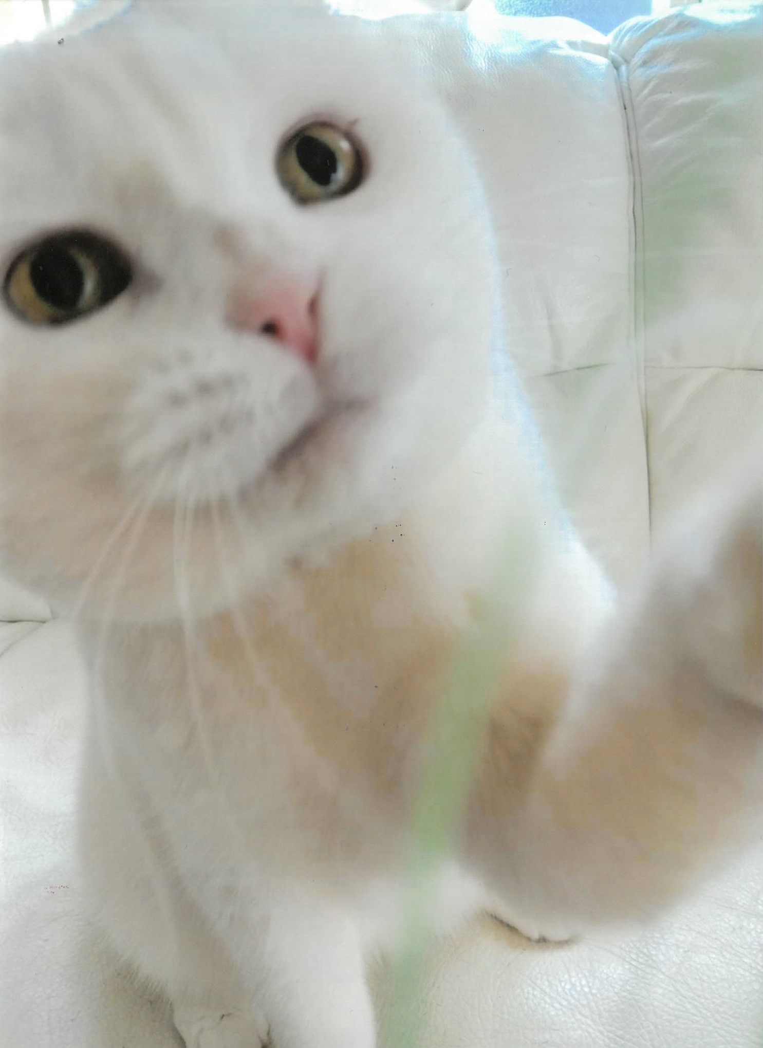 大佛次郎×ねこ写真展2024人気投票152 | 大佛次郎記念館
