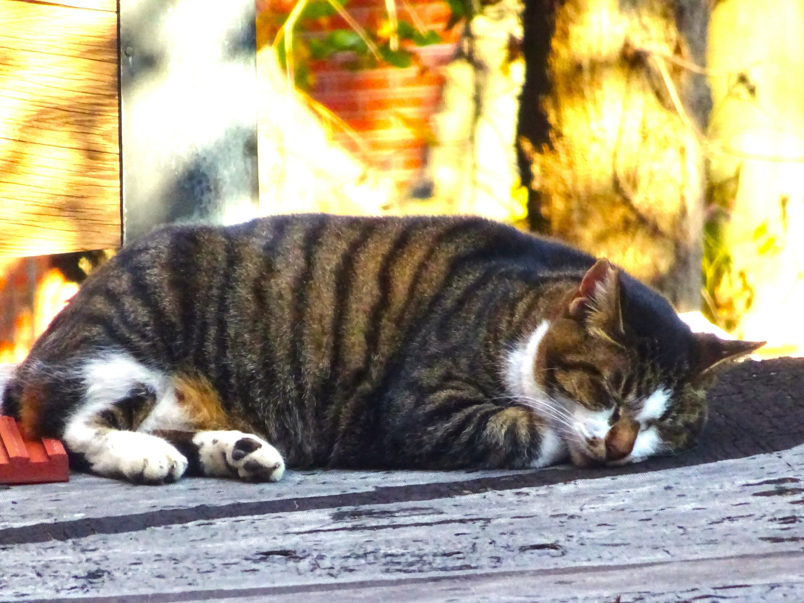 大佛次郎×ねこ写真展2024人気投票316 大佛次郎記念館