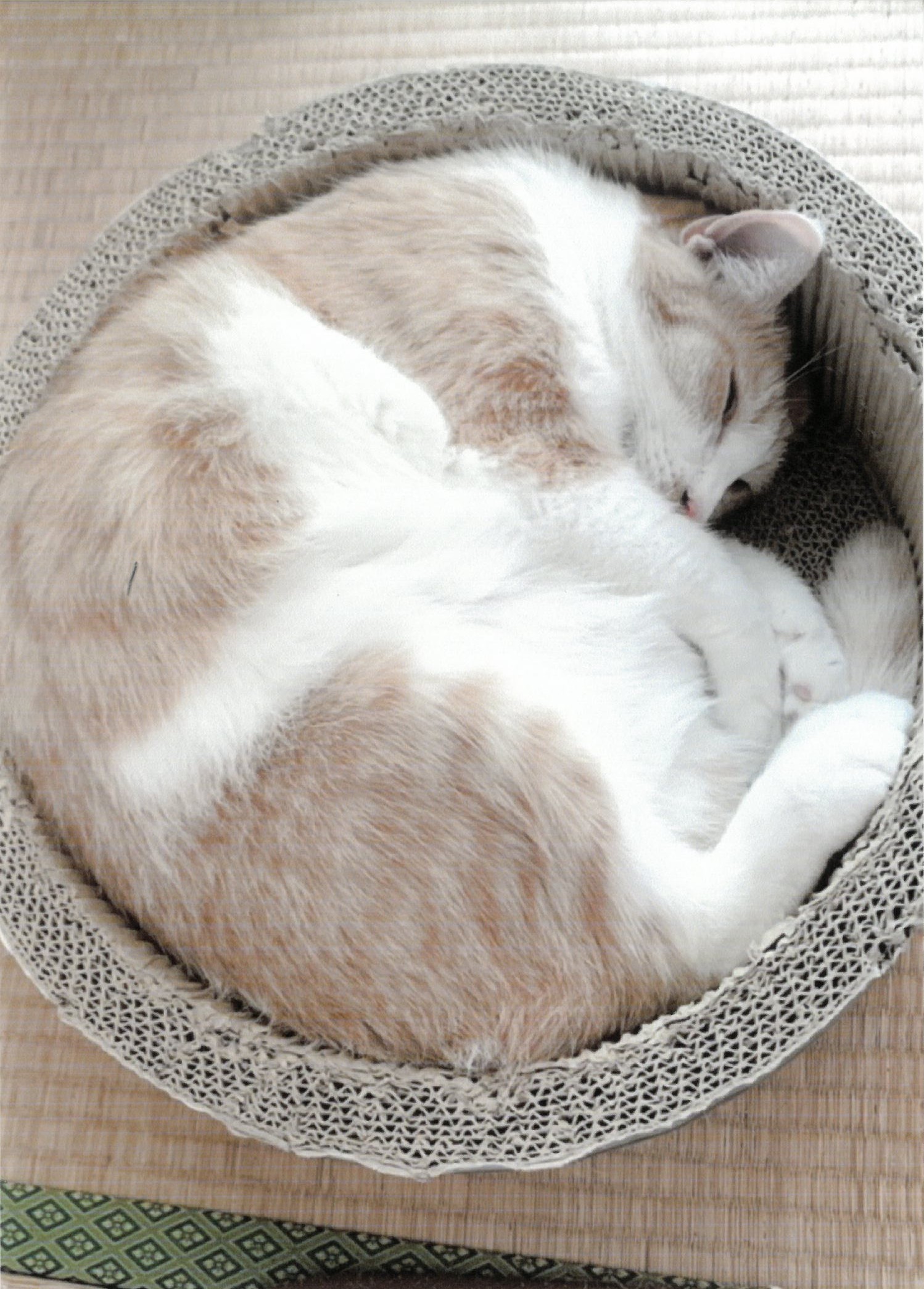 大佛次郎×ねこ写真展2025人気投票【7】 | 大佛次郎記念館