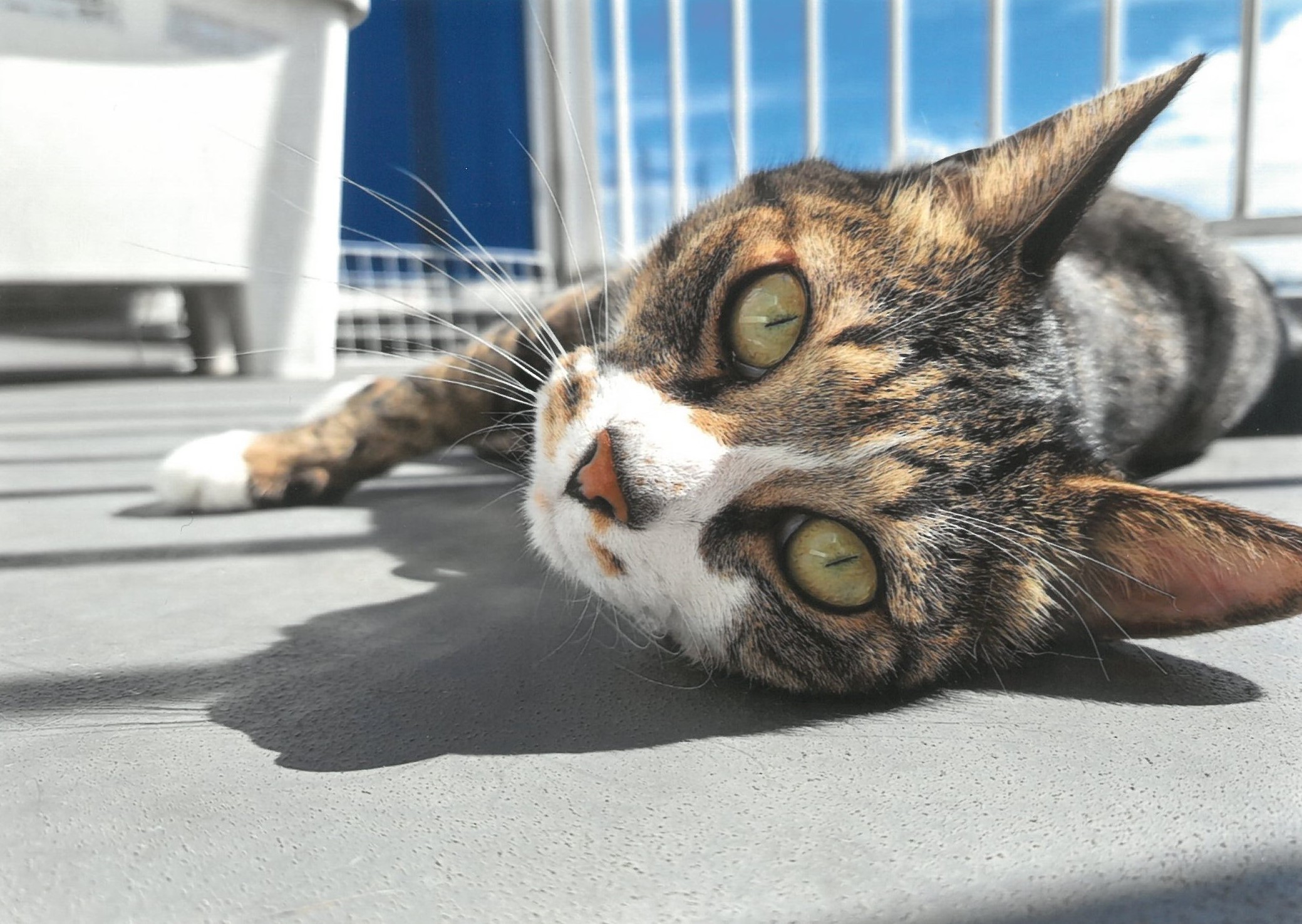 大佛次郎×ねこ写真展2025人気投票【186】 | 大佛次郎記念館