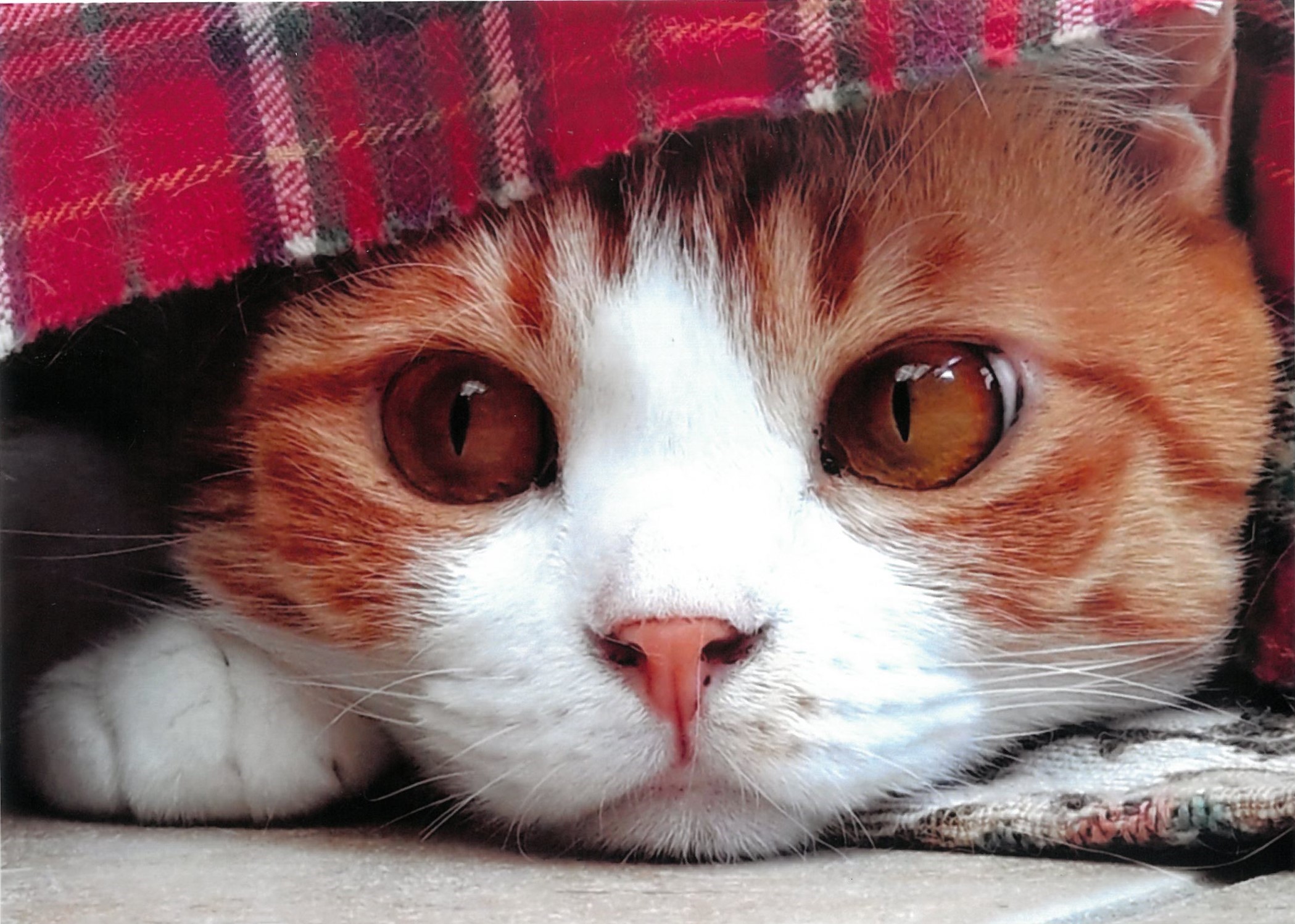 シロネコ★様確認用 大佛次郎×ねこ写真展2025人気投票【213】 | 大佛次郎記念館