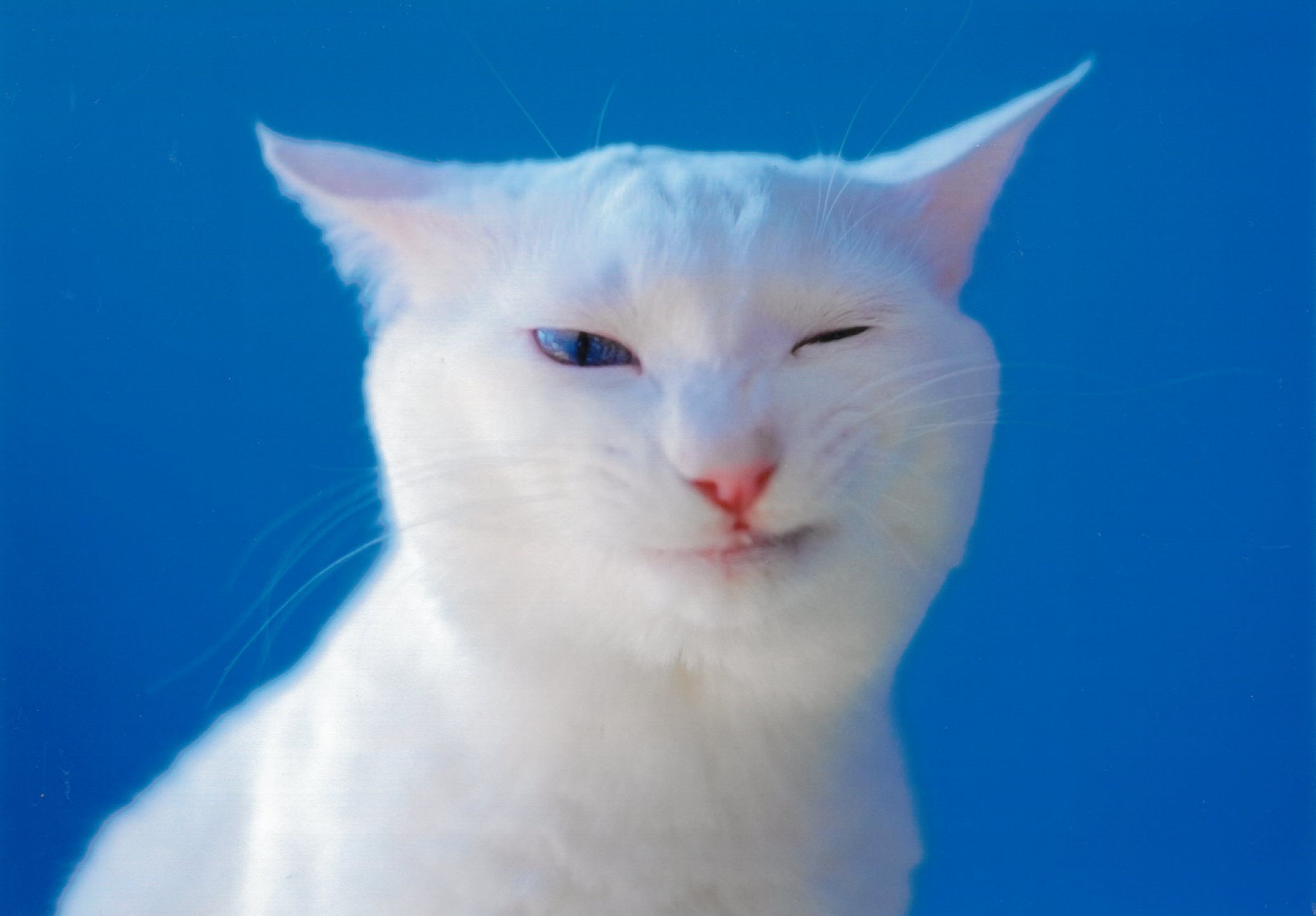 大佛次郎×ねこ写真展2025人気投票【373】 | 大佛次郎記念館