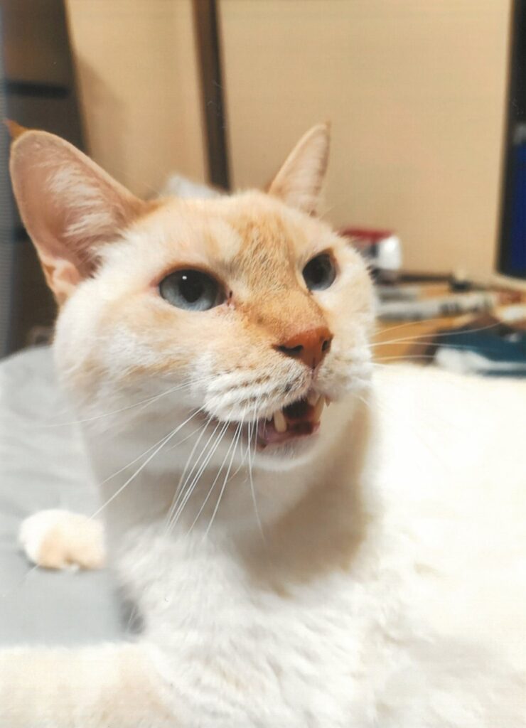 1001 くちをあけてる(やちめもちぱる)