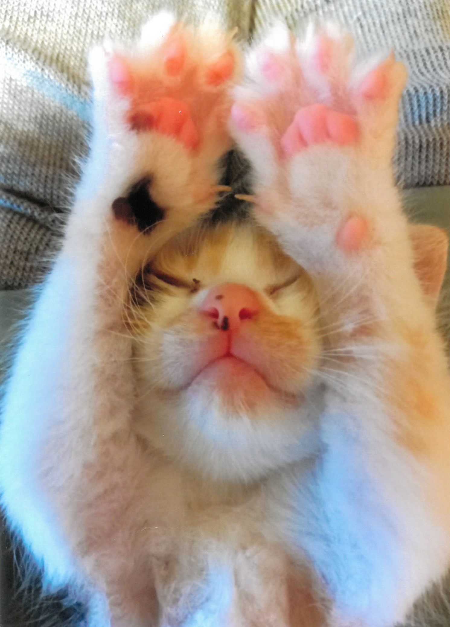 まだ眠いよー。もう少し寝かせて―（そば屋のてんさん）　2025の一番人気賞作品