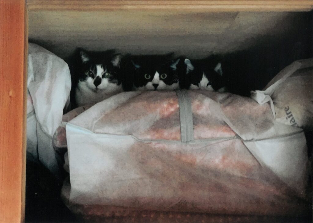 ２ さがしてた？？(ちとさん)