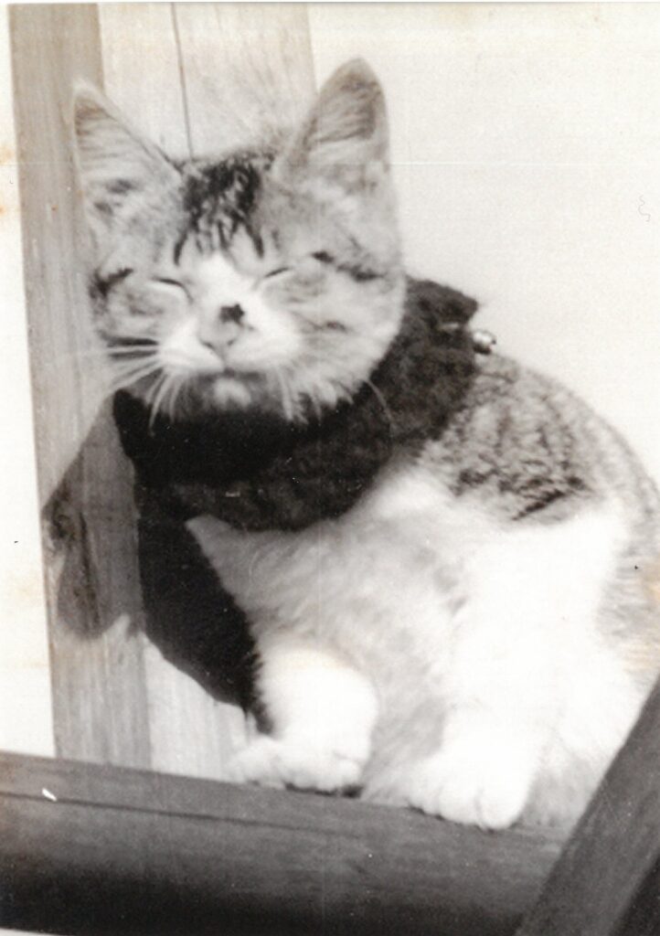 269 眠くなってきた…（よしこ）