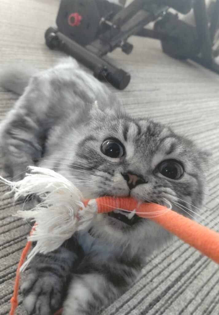 16 GETにゃ!!(杉浦奈緒美)