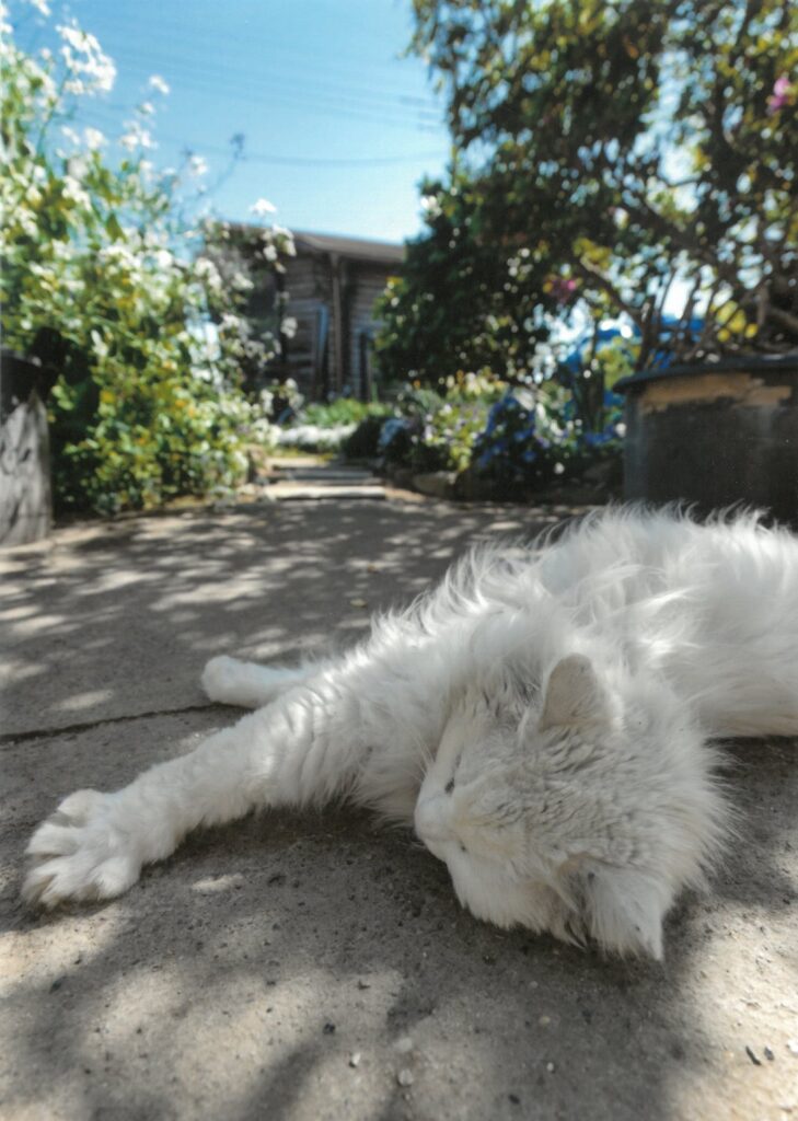 ６ お手々パ～でのんびり寛ぐ保護猫ちゃん(瑠璃花火)