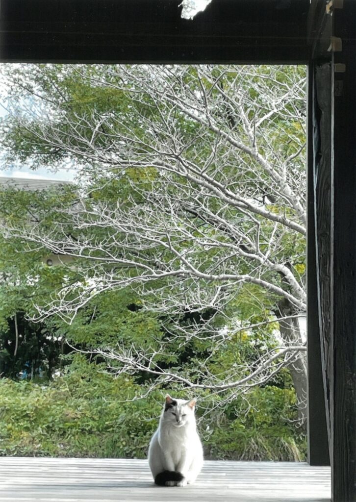 227 角を曲がってふりかえると目が合った。(けろよん)