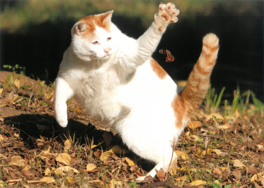 208 チョウチョ～!!(けにち)