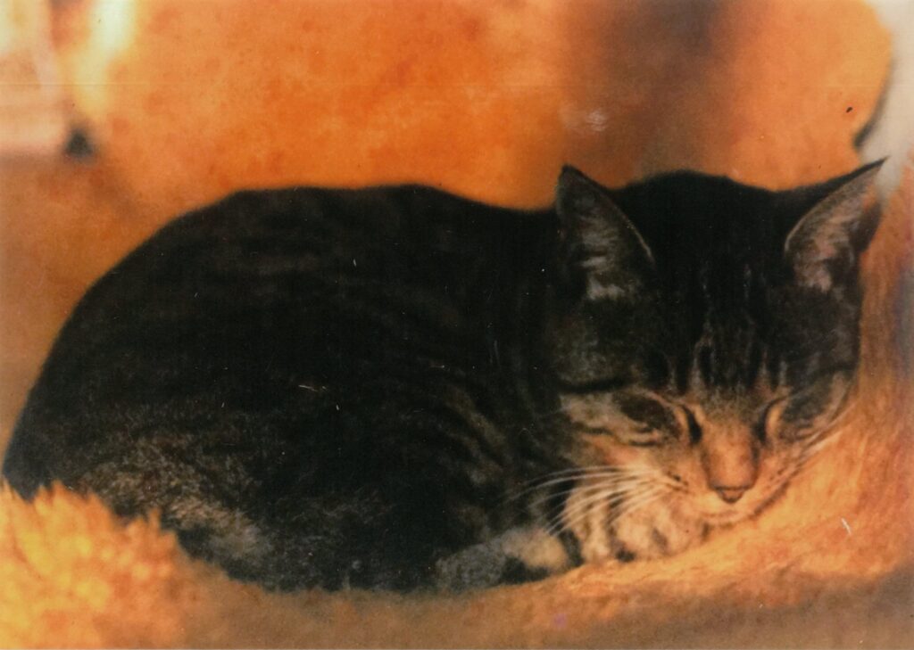 226 陽だまりのキャベ(けろよん)