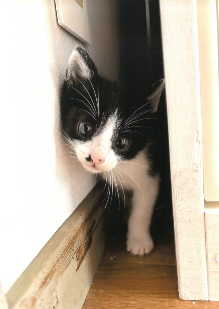 263 お家の中の、大冒険。(あつこ)