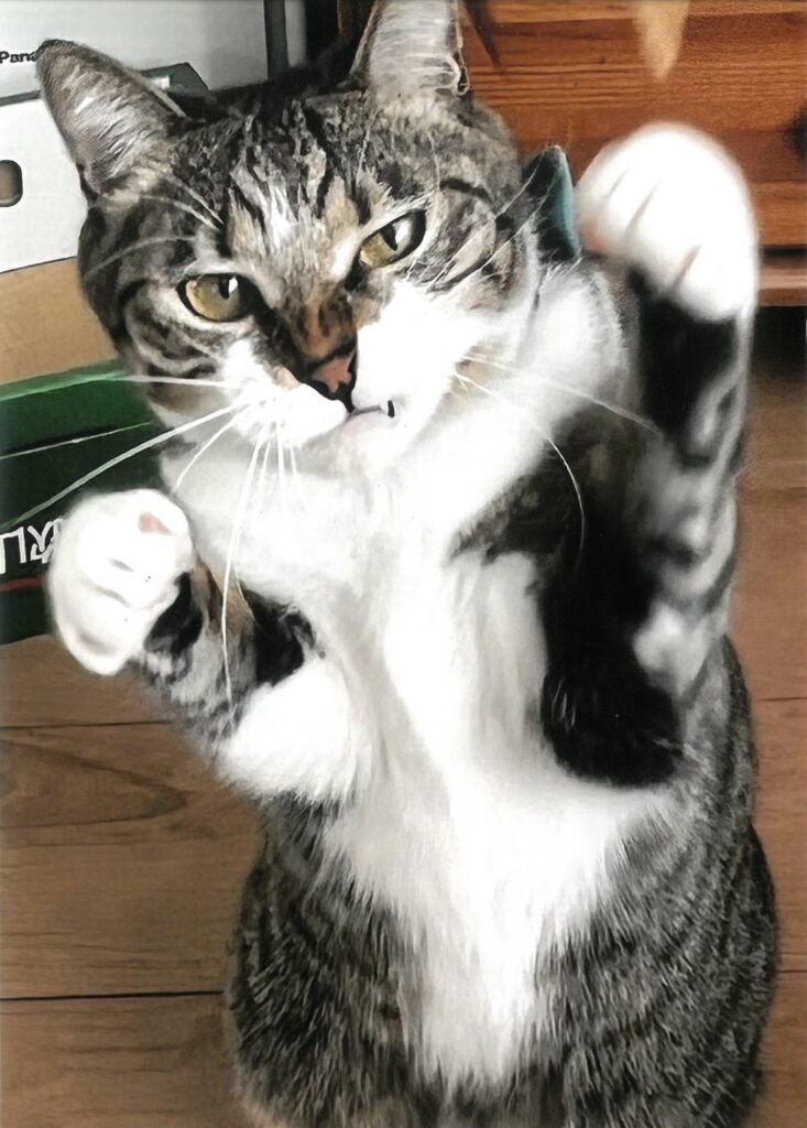 256 ♬Eye of the Tiger♪(ハマのロッキー)