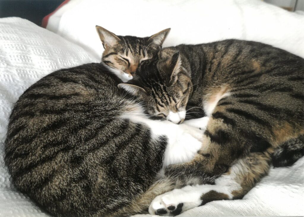 13 仲良し兄弟。いつも一緒だよ。(しのさん)