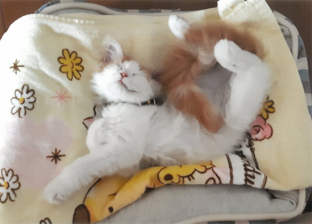 32 すやすや。。。ねる子は育つニャ!(ひな)