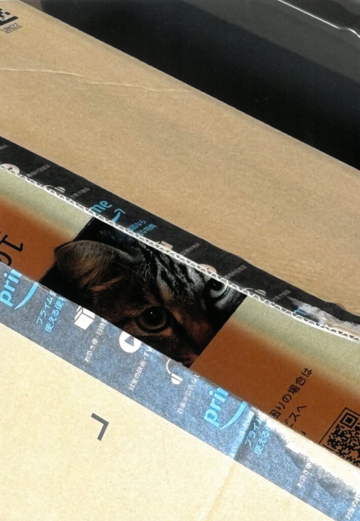 144 ハコスキ　 ウチノコ　虎視眈々(サーニャ) 　