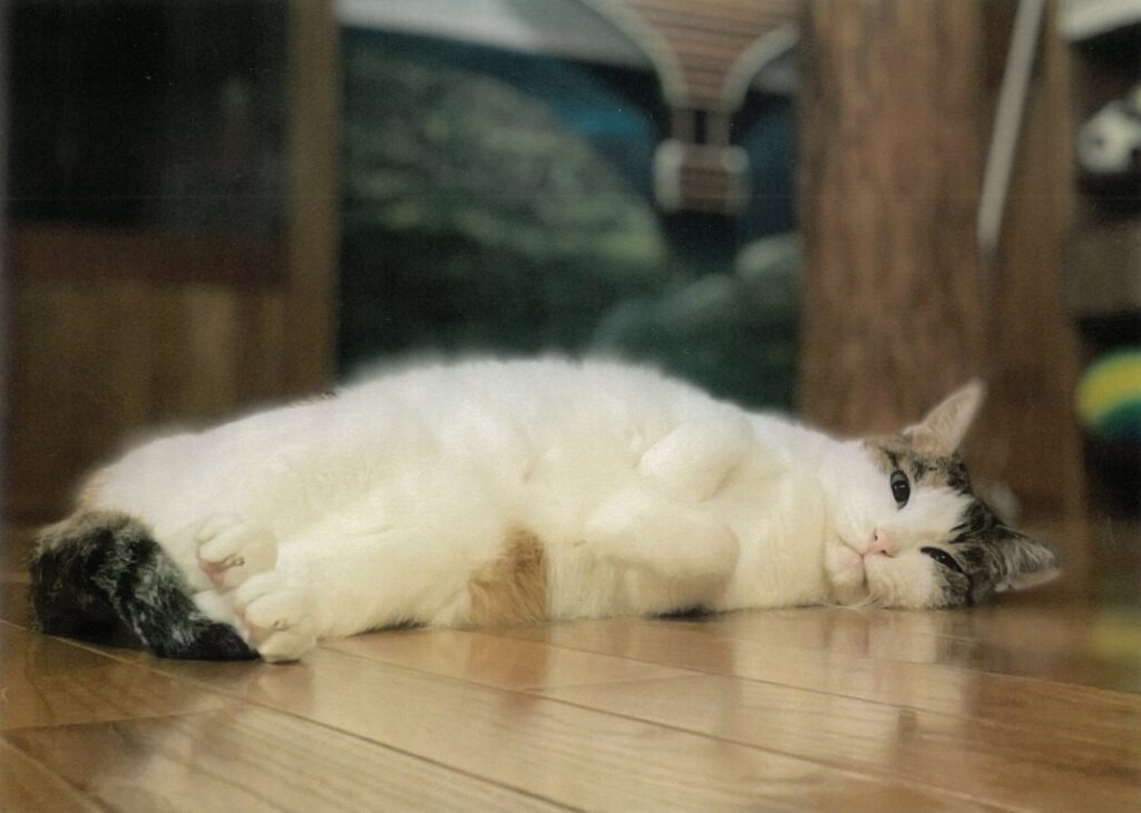 254 今日は、お家でのんびり(よしよし)