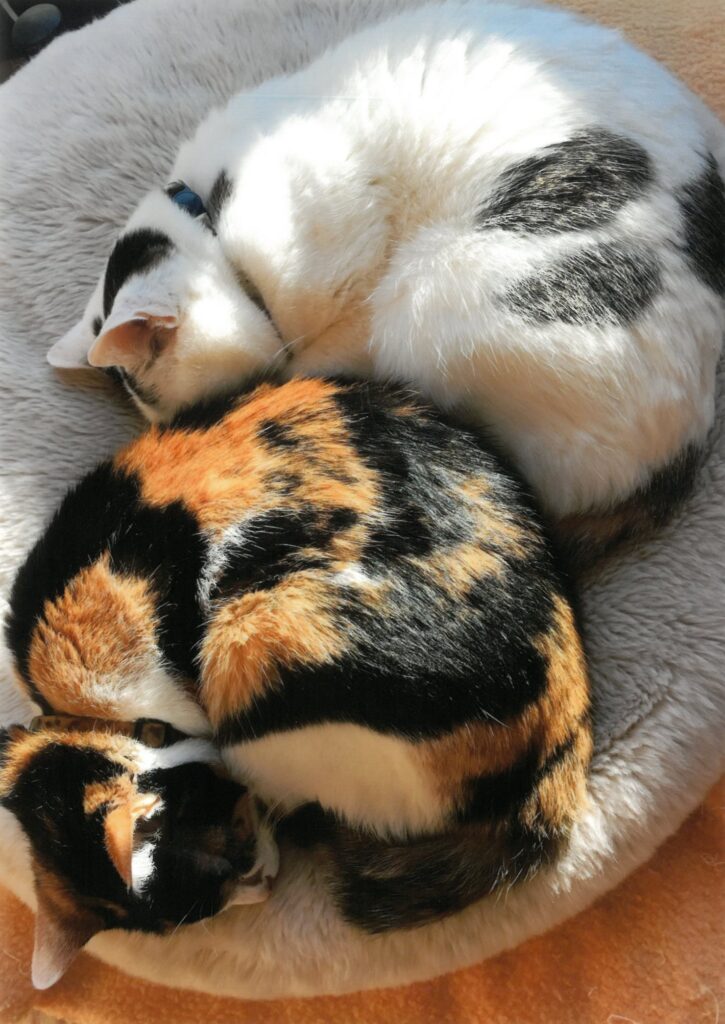 224 まあるい冬の午後(かつらちん)