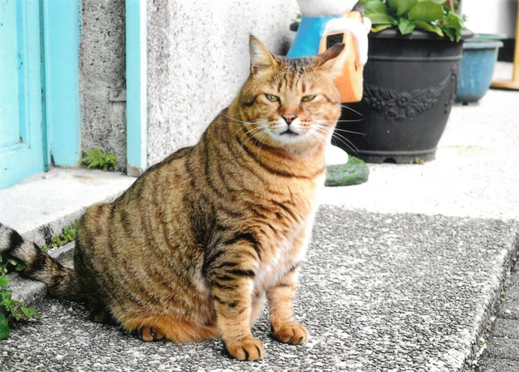 28 台湾の猫村にて(Orimuh)
