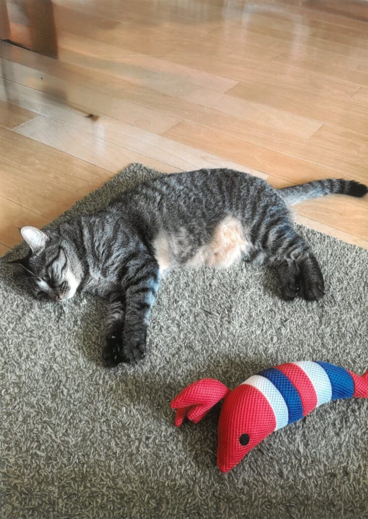 236 エビのまね、うまい？(Chaco)