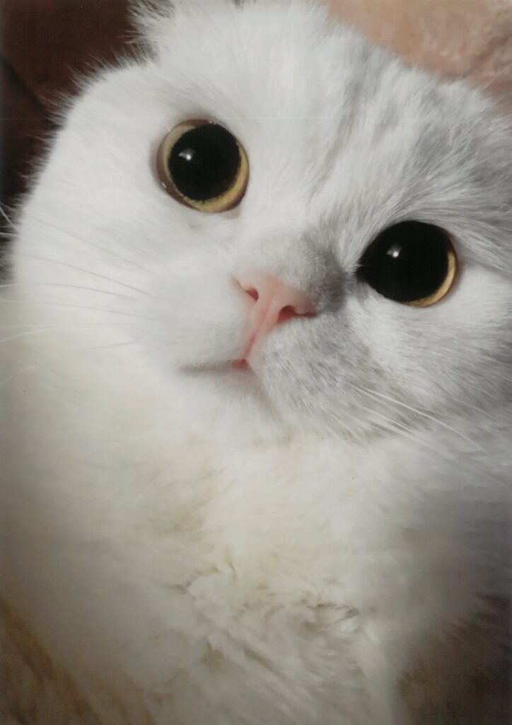 273 吾輩はフクロウである(Snow Milk)