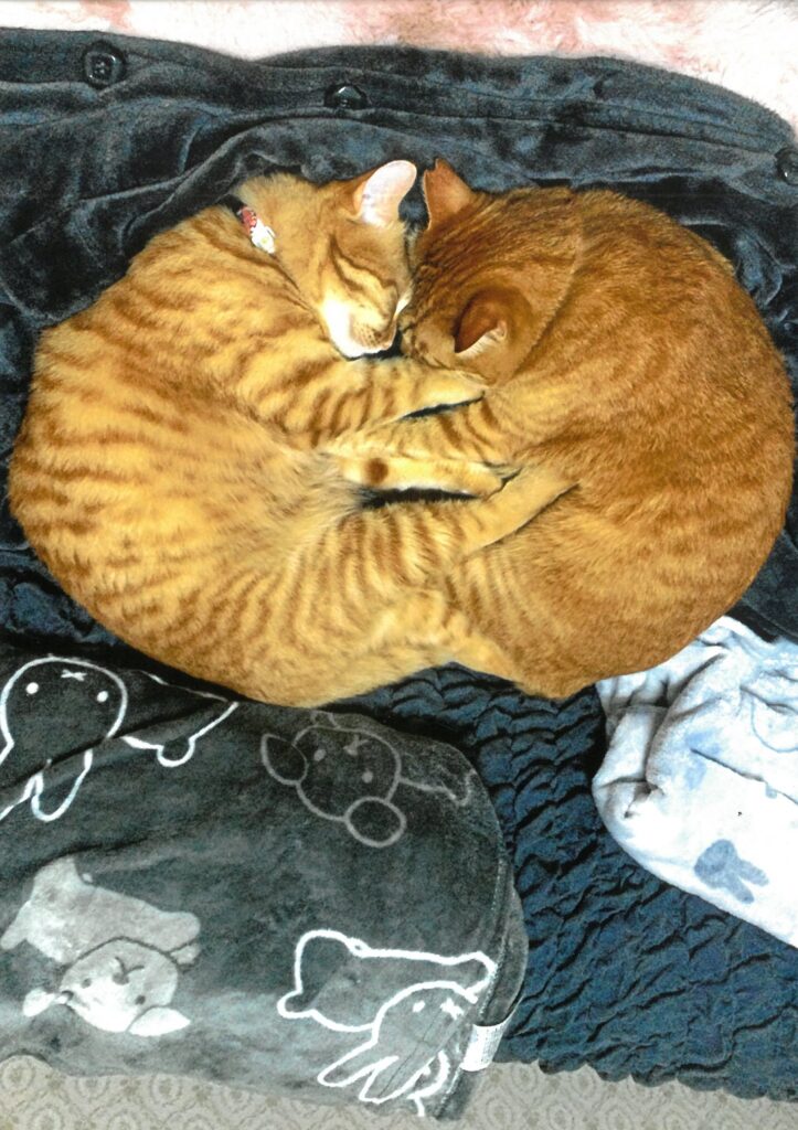 265 ハートならぬニャーと。(木戸場孝行)