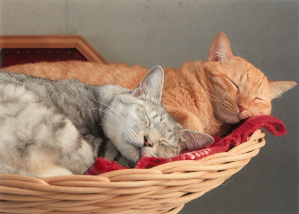 26 仲良くお昼寝。同じ夢見られるかな(ebitorakage)