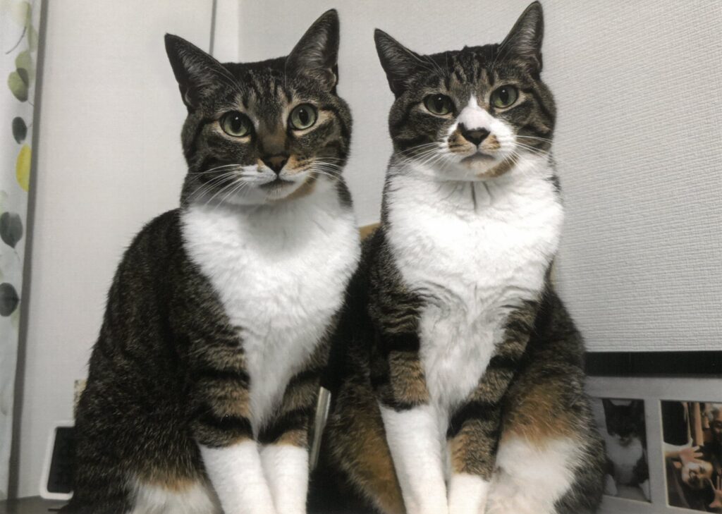 12 兄弟仲良く、はいポーズ(しのさん)