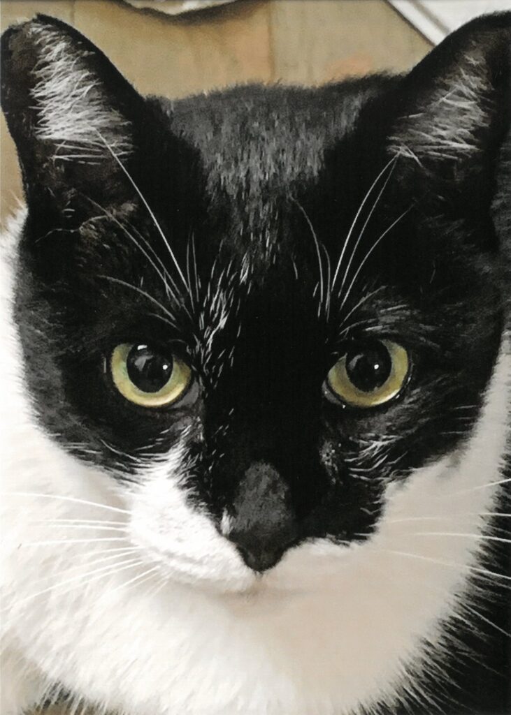 111 まってる!(クロ)