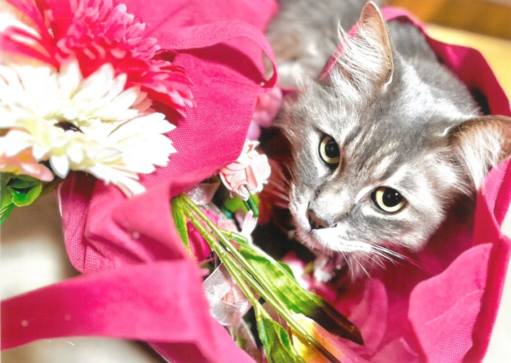 223 お花の中から!(ショコラ善哉)