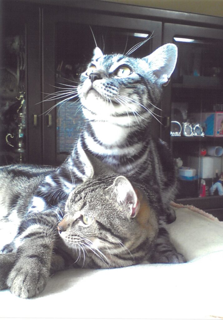 ８ 兄弟いつも一緒!(上原孝子)