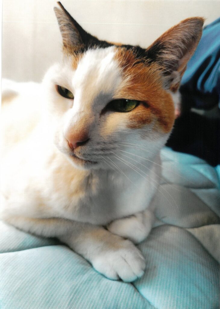 220 さて今朝のトップニュース何だろ？(シトラスブレンド)