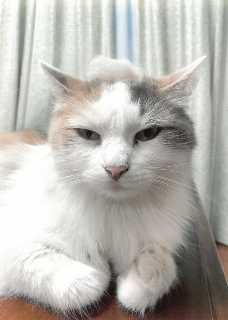 231 あたまの上のやつ、はやくどけてよ(たっか)