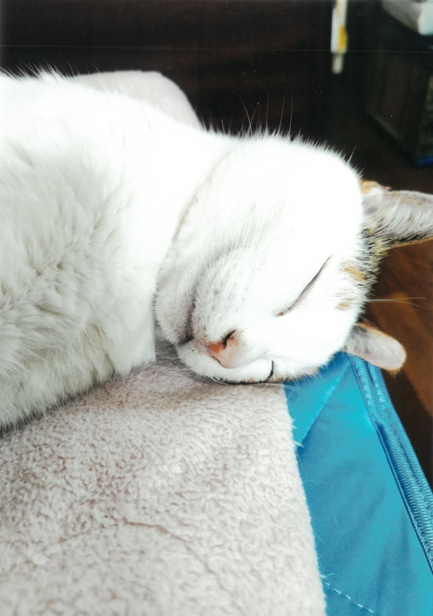 大佛次郎×ねこ写真展2026人気投票【221】 | 大佛次郎記念館