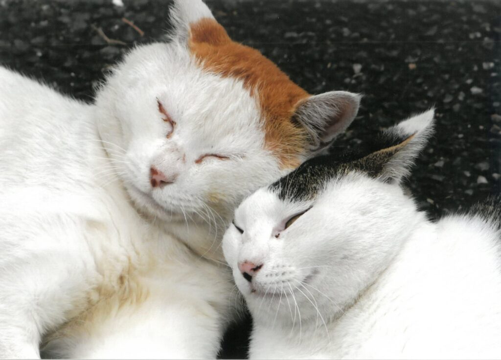 209 しあわせ～(けにち)