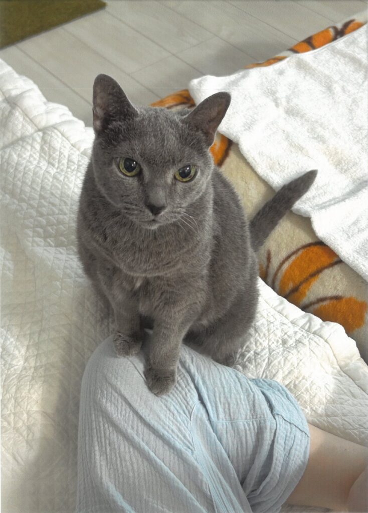 247 なんかチョーダイ(ヤンヤ)