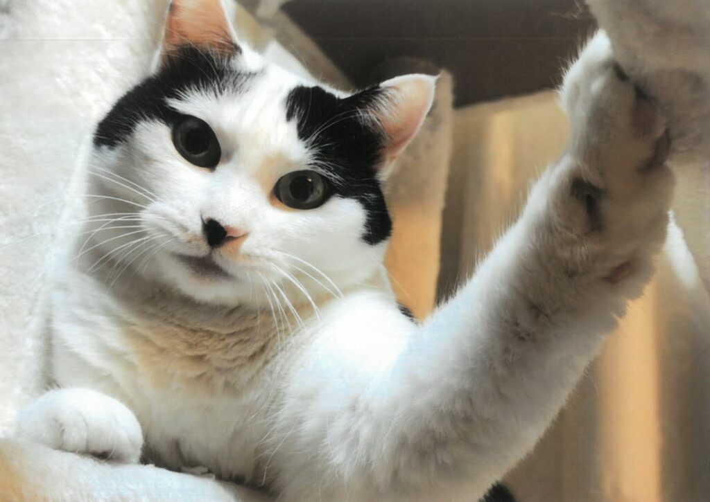 214 魅惑の壁ドン!(マーピー)