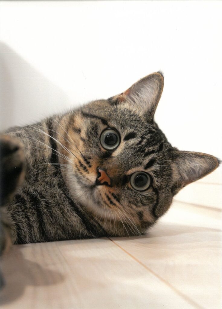 244 にゃんか用？(hiroooophoto)