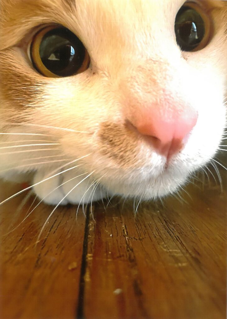 212 クリクリお目々!(マミマミ)