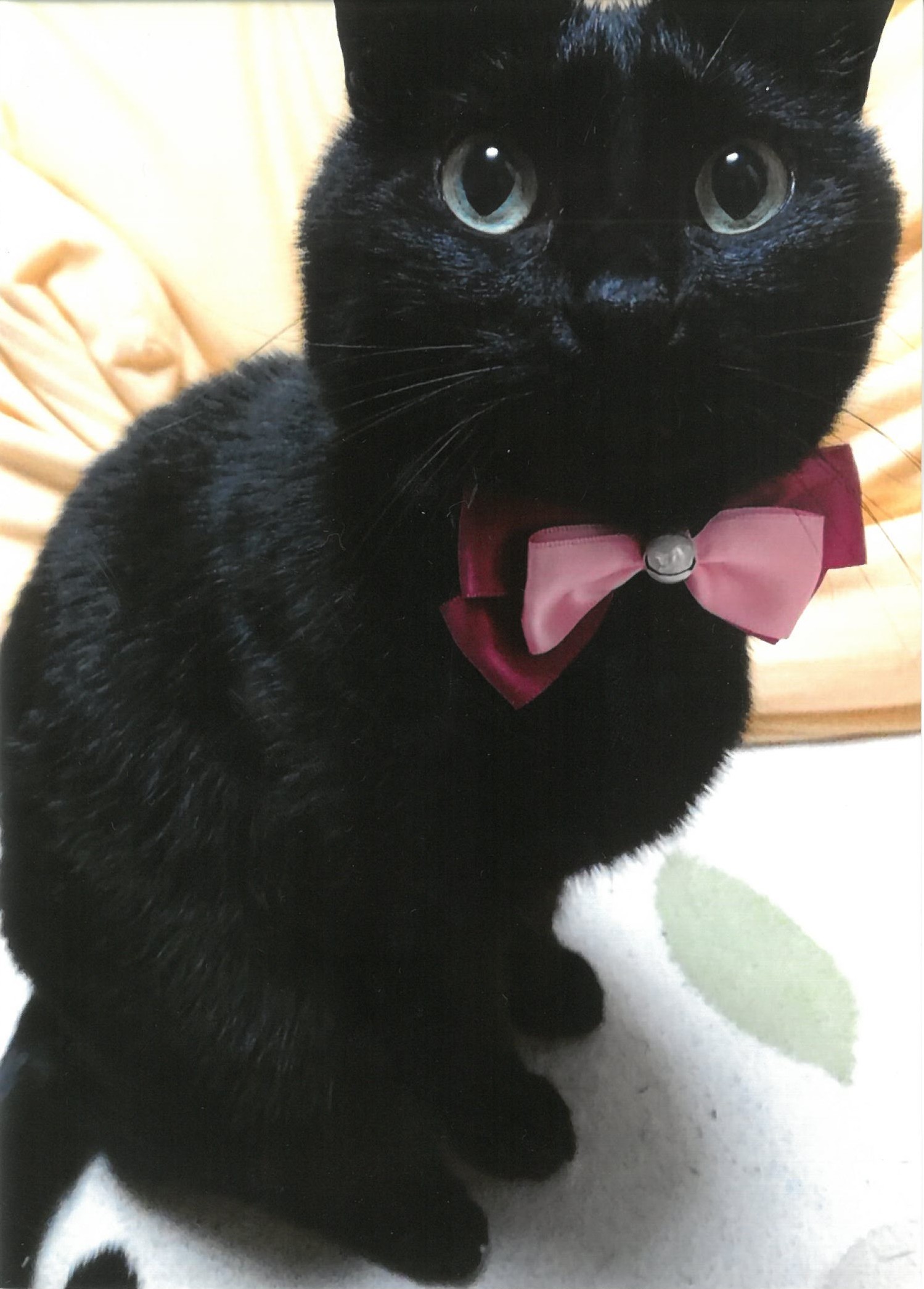 大佛次郎×ねこ写真展2026人気投票【203】 | 大佛次郎記念館