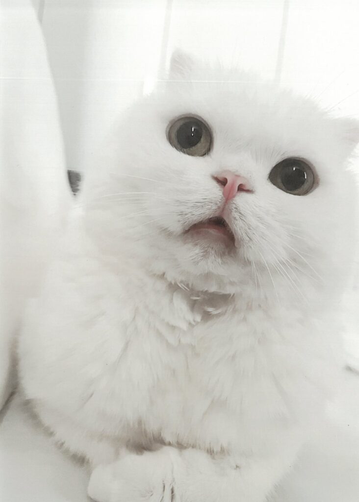 274 俺に添い寝してほしいんだろ？(Snow Milk)