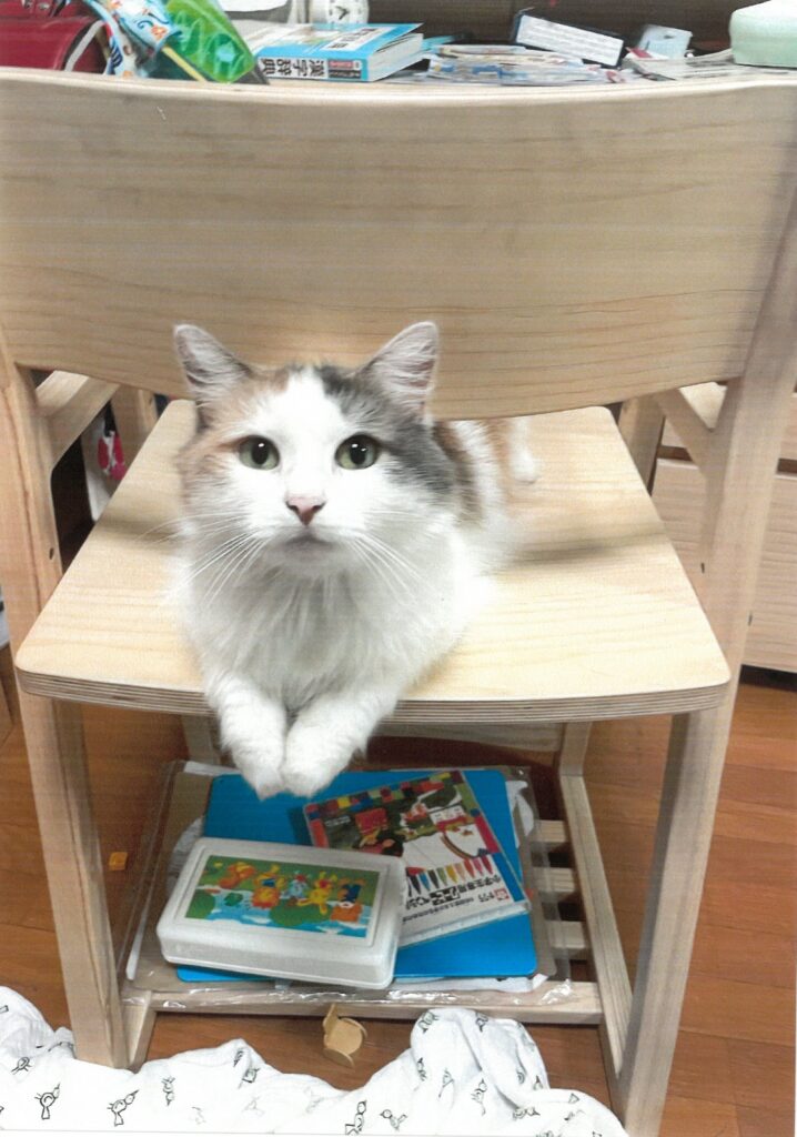 229 にゃんですか(よーよー)