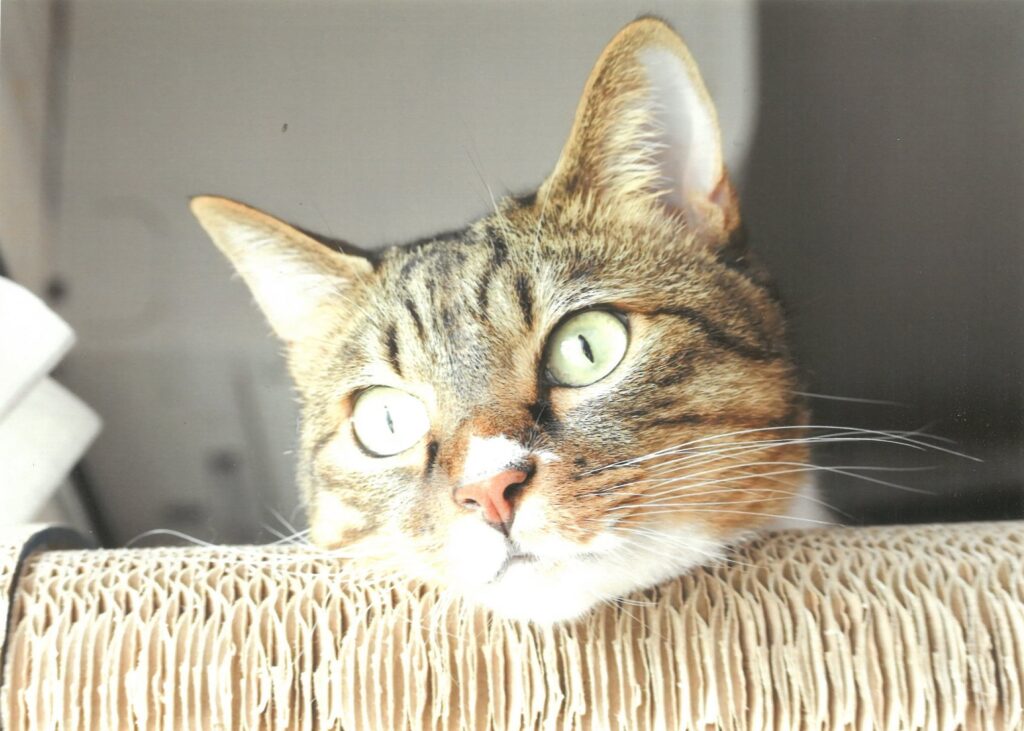 ４ ニャルソック中です(なこなな)