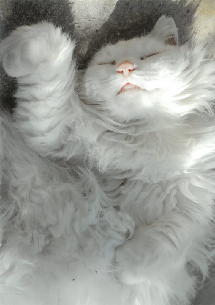 ７ おねむの白い招き猫。うちの福の神です(瑠璃花火)