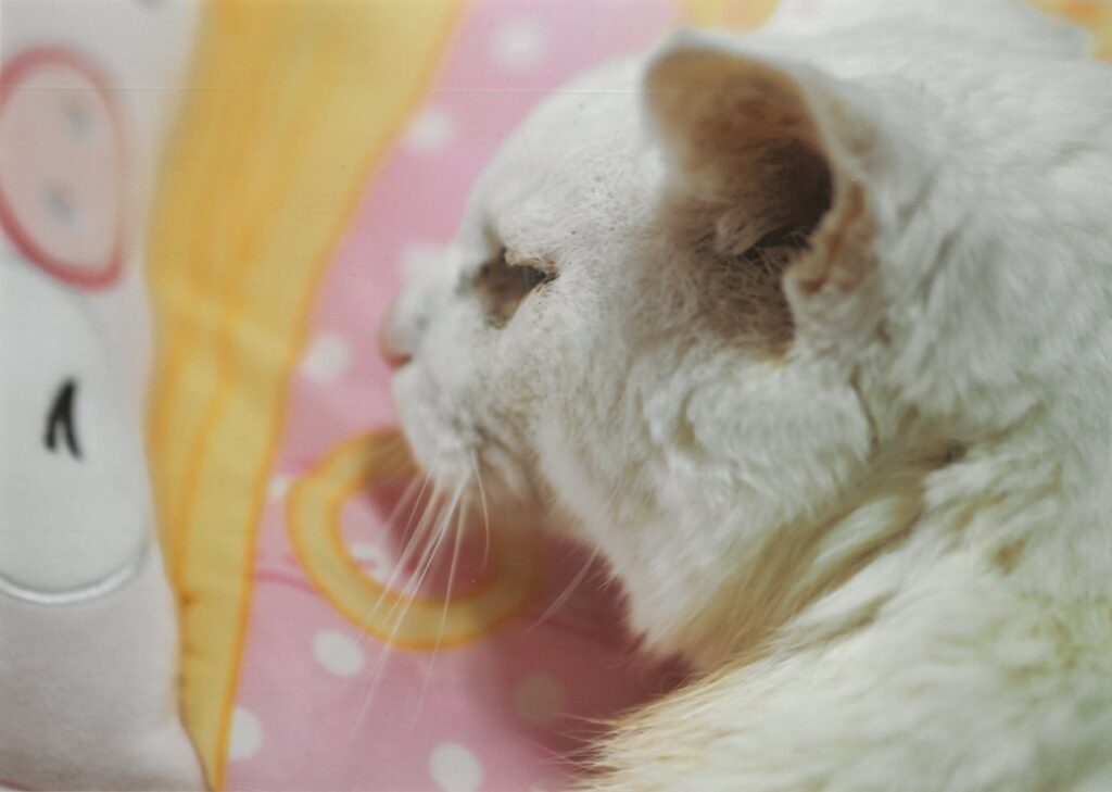 217 8月29日24才の誕生日の記念写真です。(yumerose)