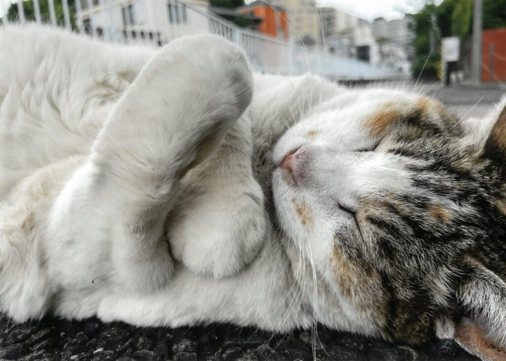 23 いにゃん♡見ないで!(ちぇりー)