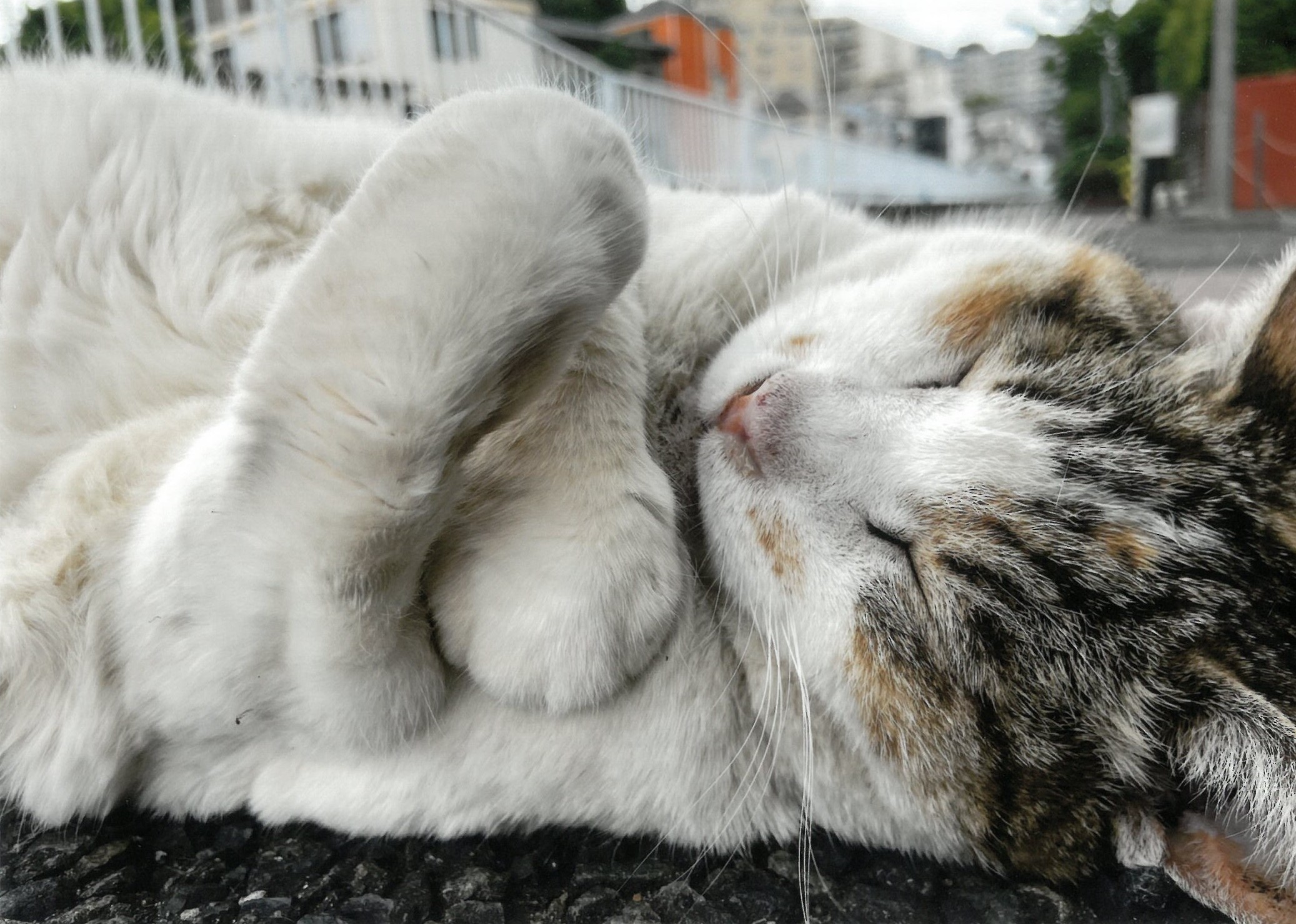 大佛次郎×ねこ写真展2026人気投票【23】 | 大佛次郎記念館