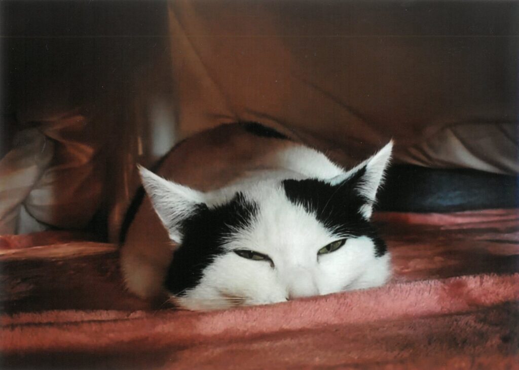 215 ついに発見!!幻のネコノコ!!(マーピー)